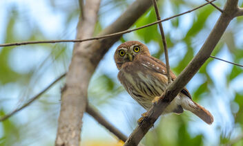 Ferruginous Pygmy-Owl - image gratuit #469235 
