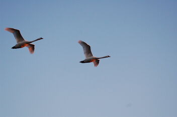 2 Swans In Flight Over Kingston - Free image #469355