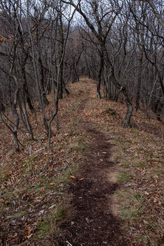 Forrest path - image gratuit #469365 