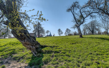 Old trees feeling Spring. - image #469415 gratis