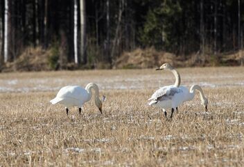 Swans are back - Free image #469475