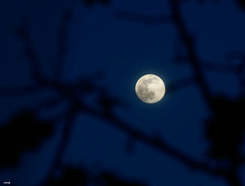 La luna entre las ramas - image #469505 gratis