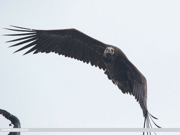 Cinereous Vulture (Aegypius monachus) - image #469515 gratis