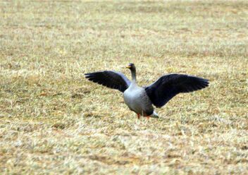The forest goose,,,and wings - Kostenloses image #469545