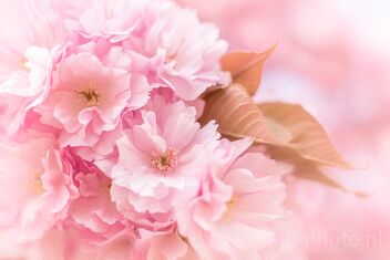 Wonderful Spring - image gratuit #469715 