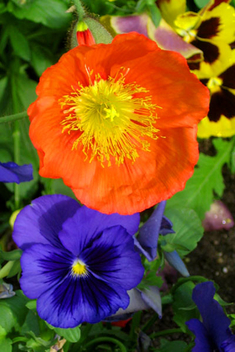 Orange and Blue Flowers , Garden Beauty - image gratuit #469725 