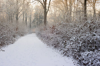 Winter. Best viewed large. - бесплатный image #469735