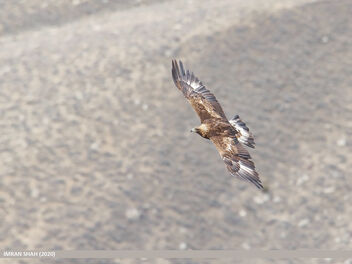 Golden Eagle (Aquila chrysaetos) - image gratuit #469775 