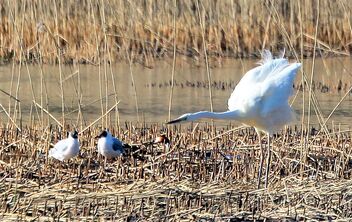 The egret and seagulls - image gratuit #469865 
