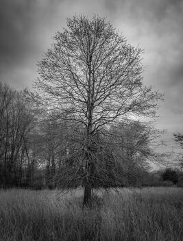 Barren Tree on the Blue Mash - Free image #469945