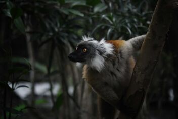 Ruffed Lemur - image gratuit #470185 