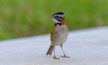 Rufous-collared Sparrow - бесплатный image #470225