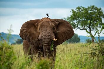 Kidepo Elephant - Kostenloses image #470545