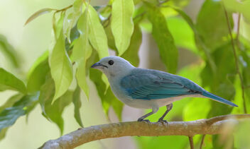 Blue-gray Tanager - Free image #470565