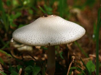 mushroom - image gratuit #470595 