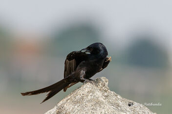 When the Black Drongo got itself a smart meal... - Free image #470625