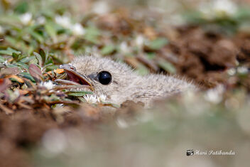 (5/5) A Small Pratincole chick hiding with its eyes closed. - image gratuit #470695 