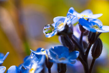 forget-me-nots - Kostenloses image #470725