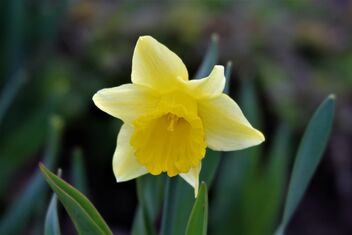 The first narcissus - image gratuit #470745 