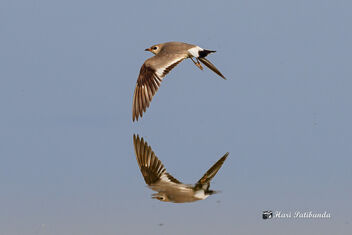 A Small Pratincole in Flight - wing almost touching the water - image gratuit #470825 