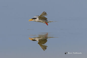 A Tern flying over the water - image gratuit #470865 