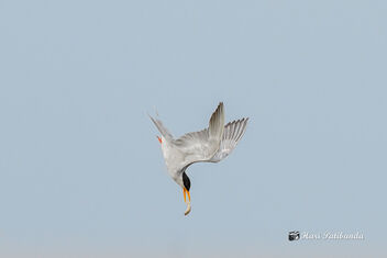 Oops! The Fish Slipped from the River Tern's mouth - image gratuit #470885 
