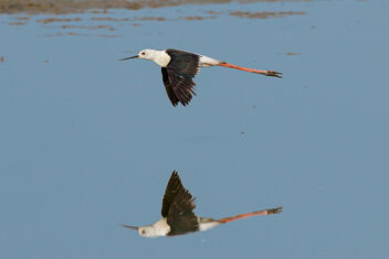 A Black Winged Stilt flying over the lake - Kostenloses image #470955