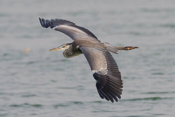 A Grey Heron in Flight - Slow Shutter Speed Shot - image gratuit #470975 