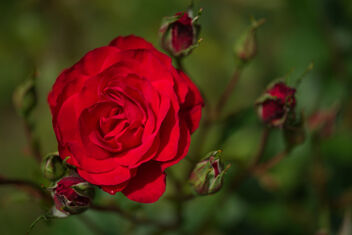 Rose. Condominium garden - Kostenloses image #471015
