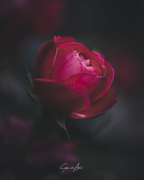 A Dreamy Rose - image gratuit #471065 