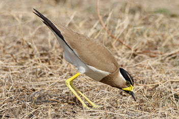 An Yellow Wattled Lapwing foraging for insects in the ground - image #471145 gratis