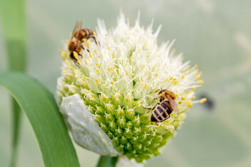 Blooming onion flower with a bees - image gratuit #471235 