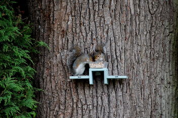 2 Squirrels Sharing A Picnic - Kostenloses image #471415