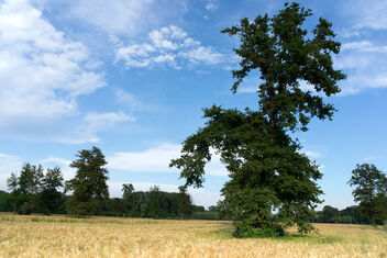 Wheat field. Best viewed large. - image #471435 gratis