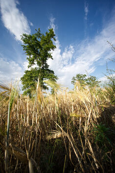Tree in the wheat field. Best viewed large - image #471505 gratis