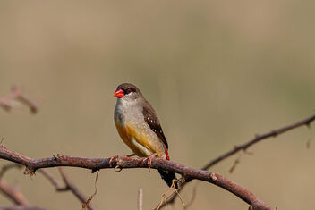 A Strawberry Finch perched on dry bush - image #471585 gratis