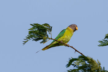 A Female Plum Headed Parakeet - бесплатный image #471725