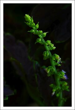green flower buds - image #471805 gratis