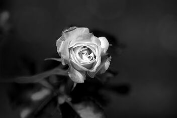 Rose. Best viewed large. - image #471865 gratis