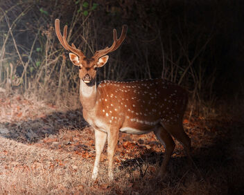 Deer @ Kabini Forest, Karnataka - image gratuit #471985 
