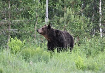 The brown bear - Free image #472065
