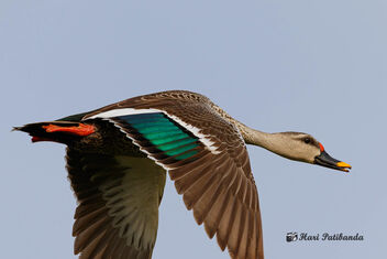 A Spot Billed Duck in Flight - image gratuit #472135 