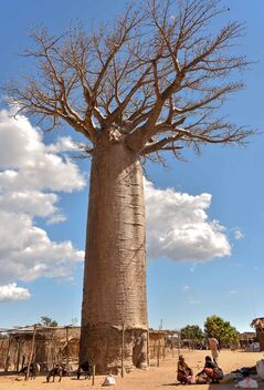 Village Baobab - image gratuit #472165 