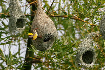 A Baya Weaver showcasing its newly built Nest to a female! - Free image #472205