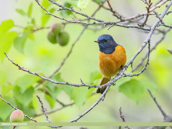 Blue-fronted Redstart (Phoenicurus frontalis) - Free image #472375
