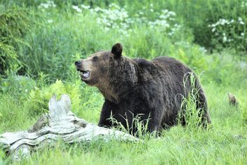 Brown bear in wilderness - image gratuit #472395 