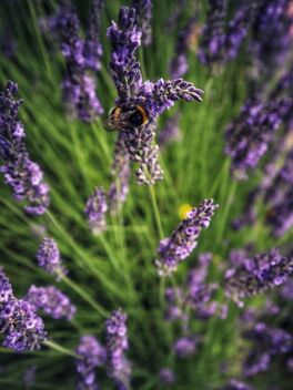Inside lavender. - Kostenloses image #472455