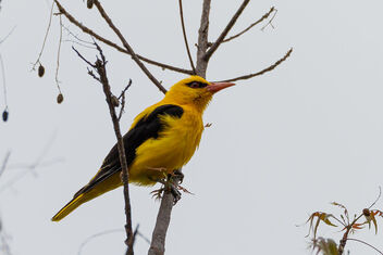 An Indian Golden Oriole - Free image #472505