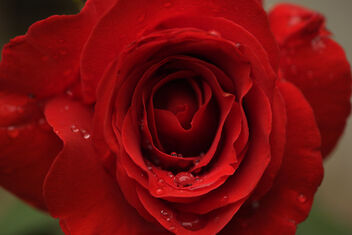 In the garden. Rose, best viewed large. - бесплатный image #472515