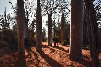 Baobabs in the Spiny Forest - image gratuit #472525 